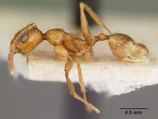 Pheidole prelli specimen CASENT0104602 image casent0104602_3