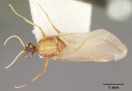 Pheidole prelli specimen CASENT0104603 image casent0104603_1