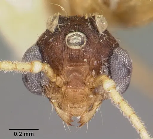 Pheidole prelli specimen CASENT0104603 image casent0104603_2