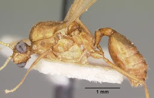 Pheidole prelli specimen CASENT0104603 image casent0104603_3