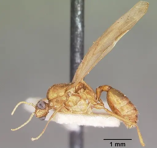 Pheidole prelli specimen CASENT0104603 image casent0104603_4