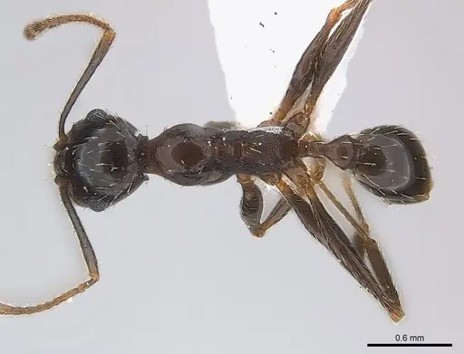 Pheidole prelli specimen CASENT0217089 image casent0217089_1