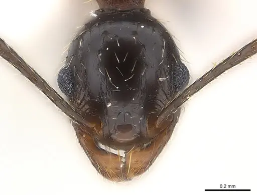 Pheidole prelli specimen CASENT0217089 image casent0217089_2