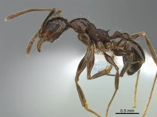 Pheidole prelli specimen CASENT0217089 image casent0217089_3