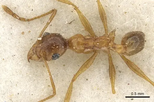 Pheidole prelli specimen CASENT0901269 image casent0901269_1