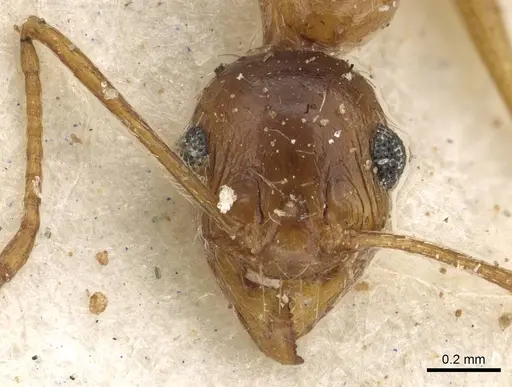 Pheidole prelli specimen CASENT0901269 image casent0901269_2