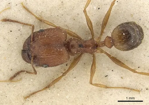 Pheidole prelli specimen CASENT0901270 image casent0901270_1
