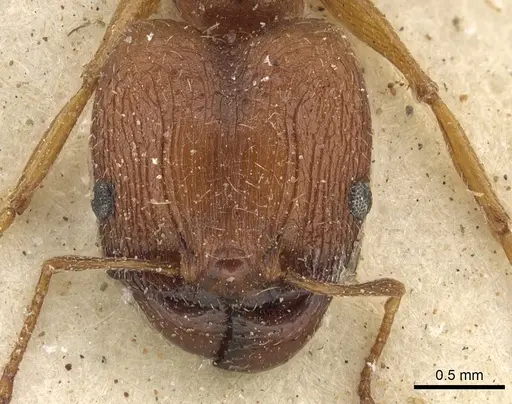 Pheidole prelli specimen CASENT0901270 image casent0901270_2