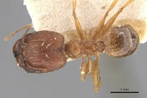 Pheidole prelli specimen CASENT0907827 image casent0907827_1