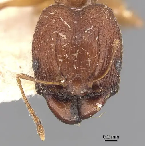 Pheidole prelli specimen CASENT0907827 image casent0907827_2