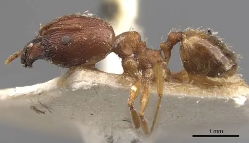 Pheidole prelli specimen CASENT0907827 image casent0907827_3