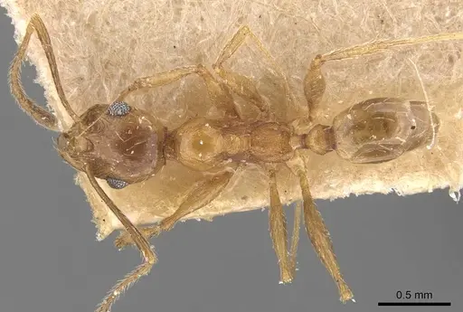 Pheidole prelli specimen CASENT0907828 image casent0907828_1