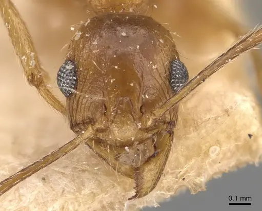 Pheidole prelli specimen CASENT0907828 image casent0907828_2