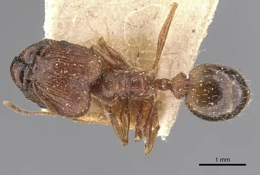 Pheidole prelli specimen CASENT0907829 image casent0907829_1