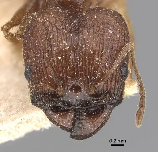 Pheidole prelli specimen CASENT0907829 image casent0907829_2