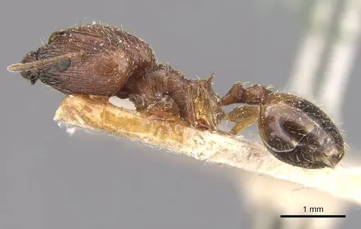 Pheidole prelli specimen CASENT0907829 image casent0907829_3