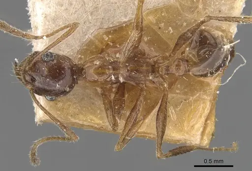 Pheidole prelli specimen CASENT0907830 image casent0907830_1
