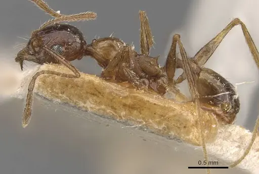 Pheidole prelli specimen CASENT0907830 image casent0907830_3