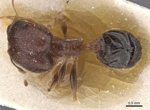 Pheidole prelli specimen CASENT0913396 image casent0913396_1