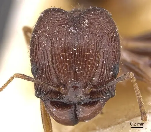 Pheidole prelli specimen CASENT0913396 image casent0913396_2