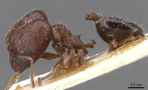 Pheidole prelli specimen CASENT0913396 image casent0913396_3