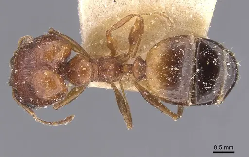 Pheidole prelli specimen CASENT0913397 image casent0913397_1