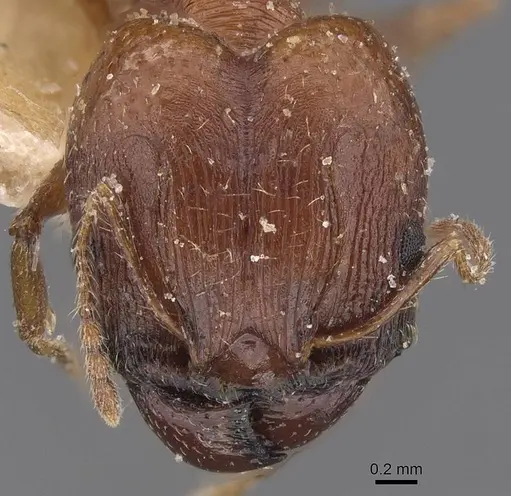 Pheidole prelli specimen CASENT0913397 image casent0913397_2