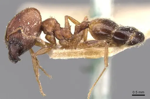 Pheidole prelli specimen CASENT0913397 image casent0913397_3