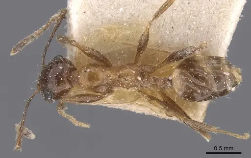 Pheidole prelli specimen CASENT0913398 image casent0913398_1