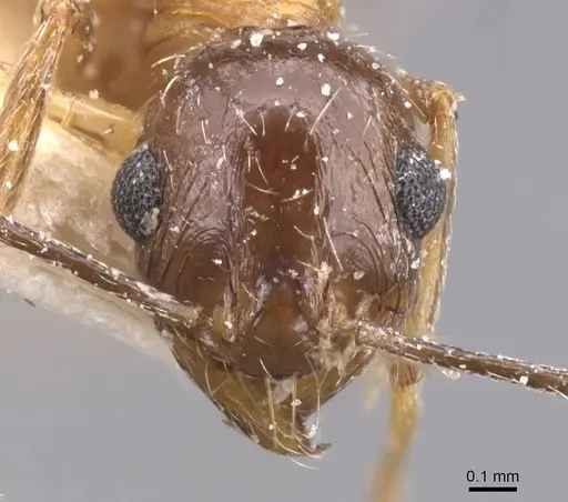 Pheidole prelli specimen CASENT0913398 image casent0913398_2
