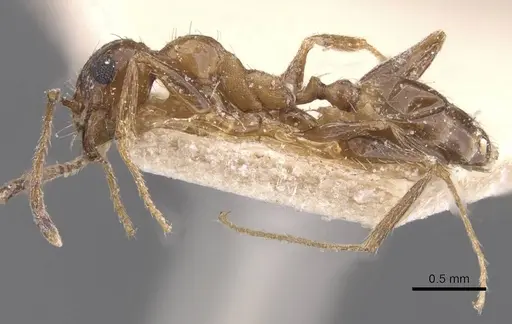 Pheidole prelli specimen CASENT0913398 image casent0913398_3