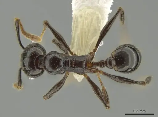 Pheidole probolonotum specimen CASENT0631750 image casent0631750_1