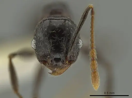 Pheidole probolonotum specimen CASENT0631750 image casent0631750_2