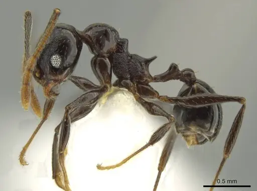 Pheidole probolonotum specimen CASENT0631750 image casent0631750_3