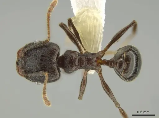 Pheidole probolonotum specimen CASENT0631751 image casent0631751_1