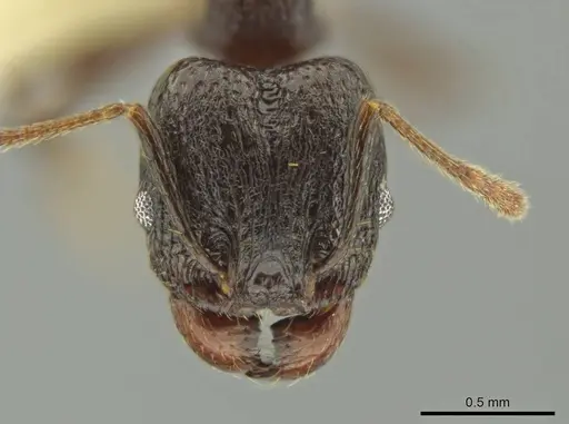 Pheidole probolonotum specimen CASENT0631751 image casent0631751_2