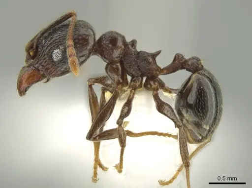 Pheidole probolonotum specimen CASENT0631751 image casent0631751_3