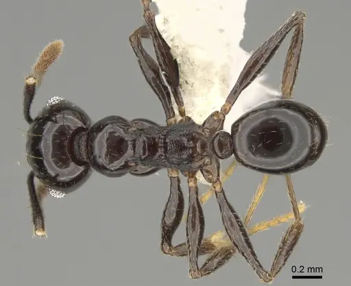Pheidole probolonotum specimen CASENT0646485 image casent0646485_1