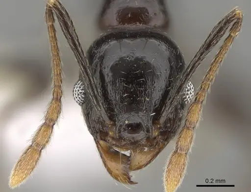 Pheidole probolonotum specimen CASENT0646485 image casent0646485_2