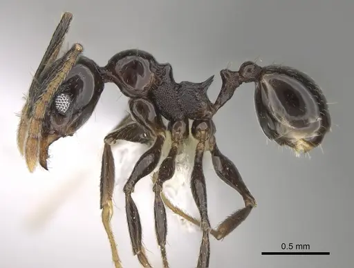 Pheidole probolonotum specimen CASENT0646485 image casent0646485_3