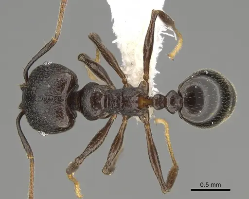 Pheidole probolonotum specimen CASENT0646490 image casent0646490_1