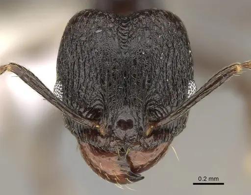 Pheidole probolonotum specimen CASENT0646490 image casent0646490_2