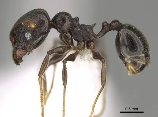 Pheidole probolonotum specimen CASENT0646490 image casent0646490_4
