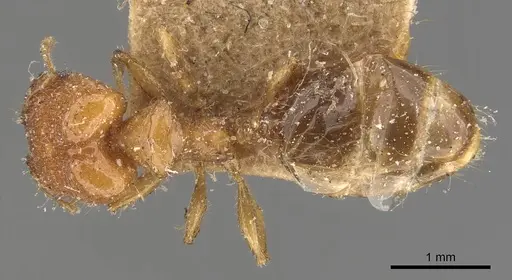 Pheidole pronotalis specimen CASENT0907987 image casent0907987_1