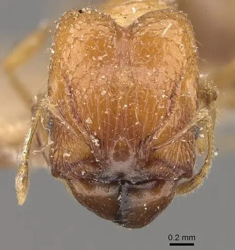 Pheidole pronotalis specimen CASENT0907987 image casent0907987_2