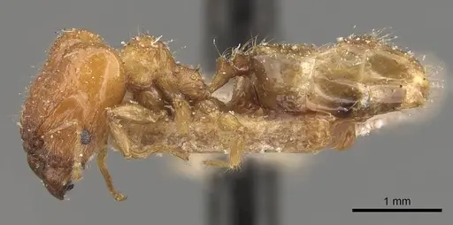 Pheidole pronotalis specimen CASENT0907987 image casent0907987_3