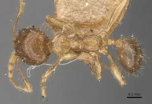 Pheidole pronotalis specimen CASENT0907988 image casent0907988_1