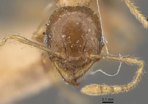 Pheidole pronotalis specimen CASENT0907988 image casent0907988_2
