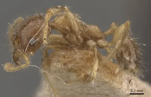 Pheidole pronotalis specimen CASENT0907988 image casent0907988_3