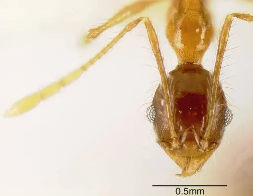 Pheidole prostrata specimen CASENT0635506 image casent0635506_1